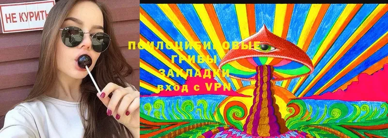 кракен зеркало  Белая Холуница  Галлюциногенные грибы Psilocybine cubensis 